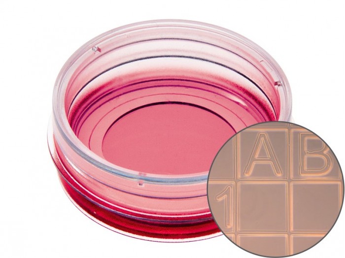 µDish 35 mm, high Grid500 Glass Bottom Thistle Scientific